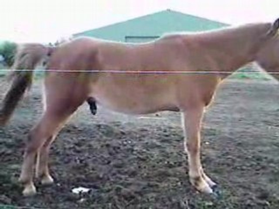 Un cheval qui fait pipi!! (Ortolan)