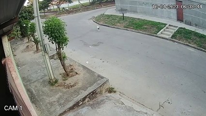 Cámara de seguridad capta a un chofer de micro atropellando a un perro y dejándolo tendido en la vía en Santa Cruz