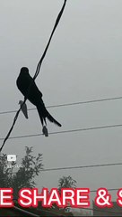 fog in punjab | پنجاب میں دھند کا راج | kamran desi life