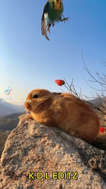 parrot love his friend with rabbit | kamran desi life