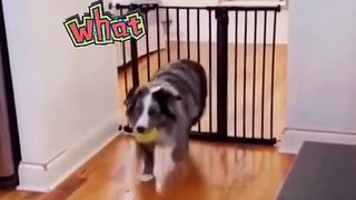 Funny and Unbelievable Dog Move How is it possible...?