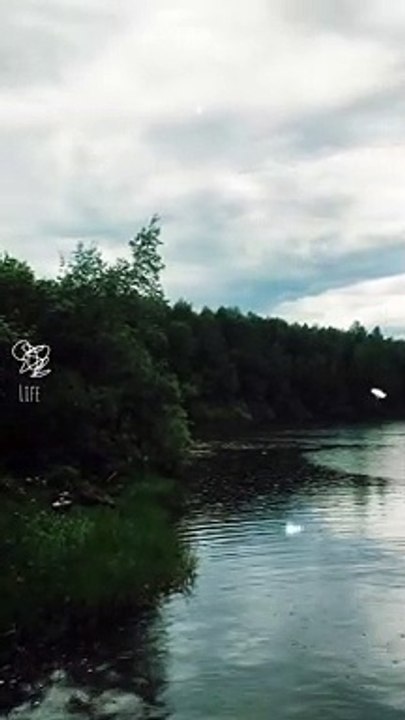 Forest Lake