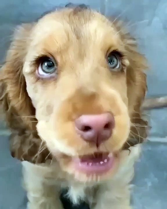 Le fameux « regard de Cocker »