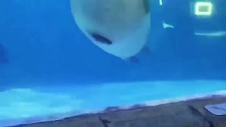 Under Sea Seal Funny Reaction