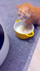 Cute Cats Playing with Fun Funny Video