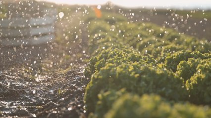 10 Best Onion Companion Plants to Grow Together