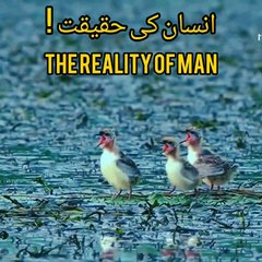 Dailymotion latest cute little beautiful bird video