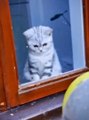 cats babies Fun 2023 Best moments#cat #funny #viral#pets #trending #meow