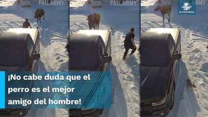 ¡Todo un héroe! Perrito salva a su dueño de ser atacado por un animal salvaje