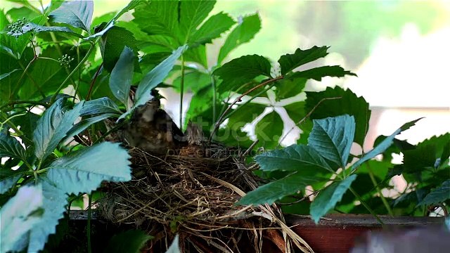 Bird is feeding babies