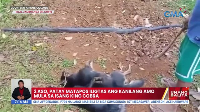 2 aso, patay matapos iligtas ang kanilang amo mula sa isang king cobra | UB