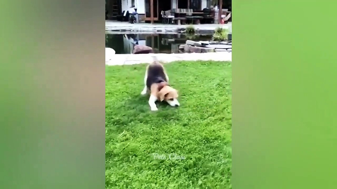 Funniest Animals 2023  Funny Cats and Dogs Videos  