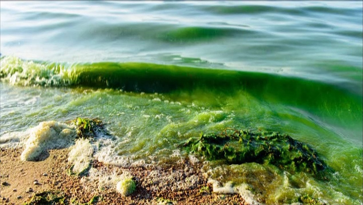 Algae Impacts DESALCOTT Production