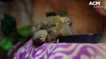 Twin baby pygmy marmosets born at Symbio | April 11, 2023 | Illawarra Merciry