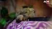 Twin baby pygmy marmosets born at Symbio | April 11, 2023 | Illawarra Merciry