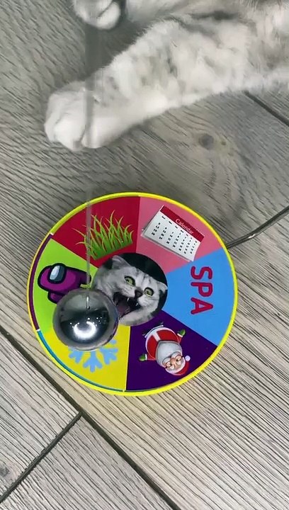 @healerbryce ️#cat #fyp