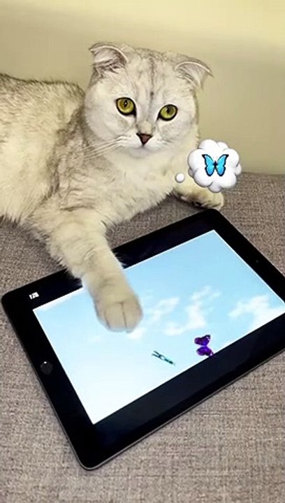 #cat#fyp