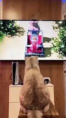 ️Как вам подарок от @4lapyru _ #cat #fyp