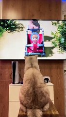 ️Как вам подарок от @4lapyru _ #cat #fyp