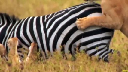 Lion King Almost Lost Their Lives Because They Dared To Hunt Fierce Zebra, Buffaloes, Hippopotamus