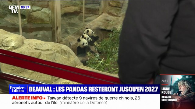 Les pandas du zoo de Beauval resteront dans le parc au moins jusqu'en 2027