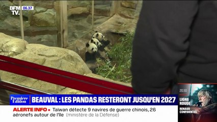 Les pandas du zoo de Beauval resteront dans le parc au moins jusqu'en 2027