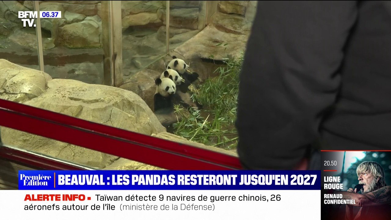 Les pandas du zoo de Beauval resteront dans le parc au moins jusqu'en 2027