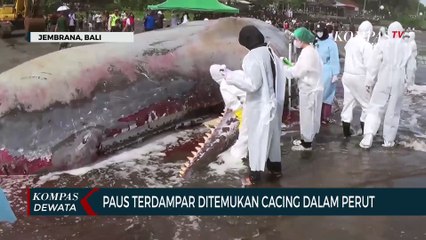 Ditemukan Cacing Dalam Perut Paus Yang Terdampar