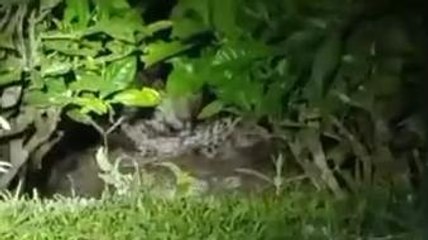 রাতের অন্ধকারে চা বাগানে চিতাবাঘ দেখতে পেয়ে আতঙ্ক ছড়িয়ে পড়ে স্থানীয়দের মধ্যে