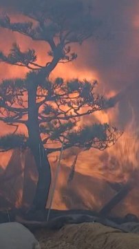 8시간만에 축구장 541개 면적 태웠다…강릉화재 키운 강풍 위력