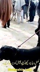 labra dog and Rottweiler dogs