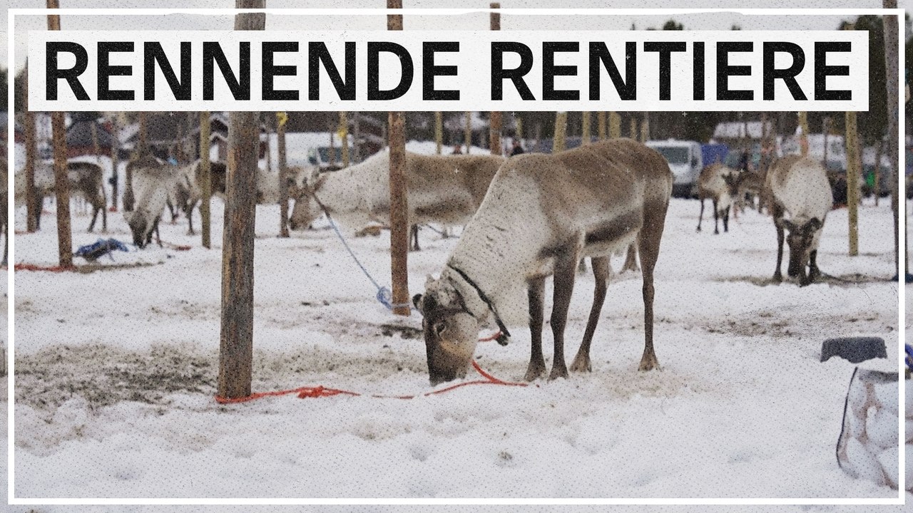 Verneri ist das schnellste Rentier Finnlands