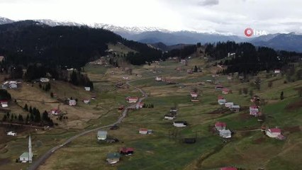 Mor Yayla'nın 'Mavi Yıldız' çiçekleri karların erimesi ile kendini gösterdi