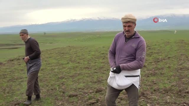 Muş Ovası'ndaki buğday tarlaları gübreleniyor