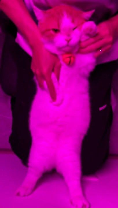 #cat #cute #fyp