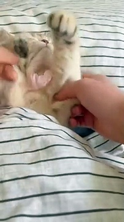 #cat__catgivry__