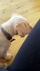 #chomp #funny #cute #cutedog #puppy