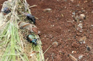 Orman düşmanı böceklerle beşli mücadele
