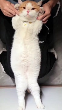 Funny pets are realy funny