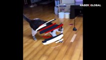 Çorap giymeyi sevmeyen kedinin hareketi, görenleri gülme krizine sokuyor