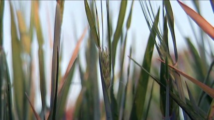 Governments suspends WTO appeal over barley tariffs