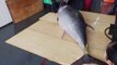 Amazing skill！500 Pound Giant bluefin tuna cutting Master, Luxurious sashimi_驚人的技巧！巨大黑鮪魚切割大師, 鮪魚金三角