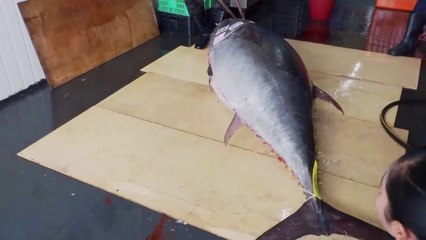 Amazing skill！500 Pound Giant bluefin tuna cutting Master, Luxurious sashimi_驚人的技巧！巨大黑鮪魚切割大師, 鮪魚金三角