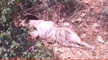 मंदसौर : एक ही दिन में दो वन्य प्राणियों का किया रेस्क्यू, देखें Live Vedio...