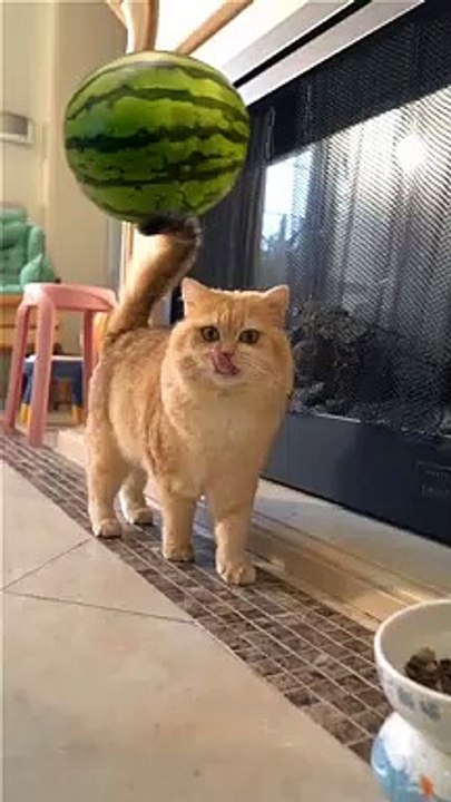 World's famous kittens never seen