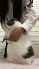 Hey hey hey? Look look look my pets drama