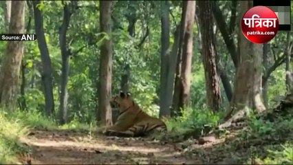 Video : खुशखबर : सतपुड़ा टाइगर रिजर्व को मिला देश में दूसरा नम्बर
