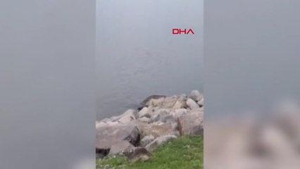 Nesli tehlikedeki 3 su samuru kamerada