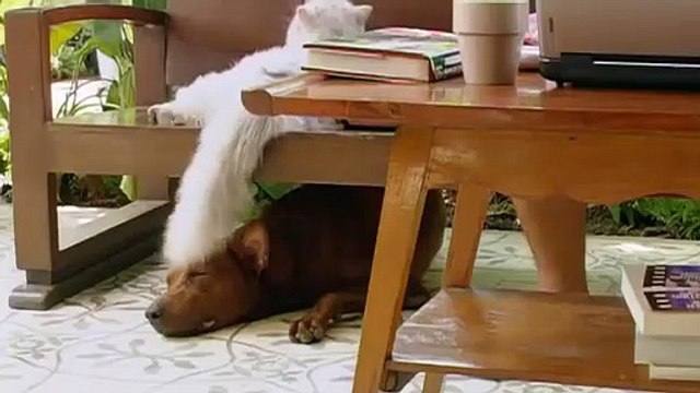 Gang de chiens Bande-annonce (EN)