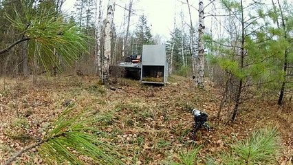 Puma | tiger | loin | videos pets